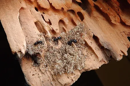 dommage fourmis charpentieres