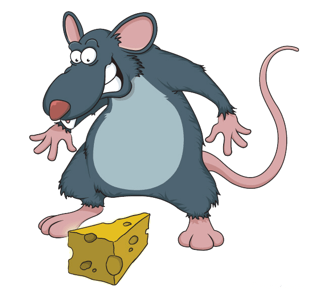 Rat observé dans une maison